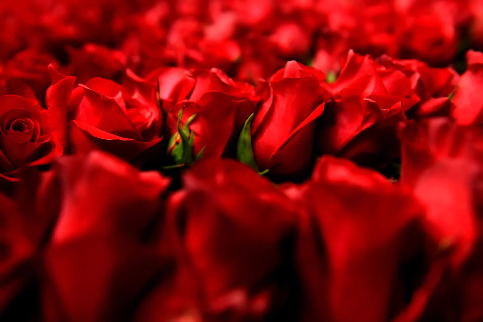 Bloques de rosas en la Hacienda Los Molinos