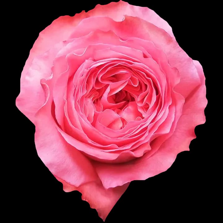 Candy X-Pression rose