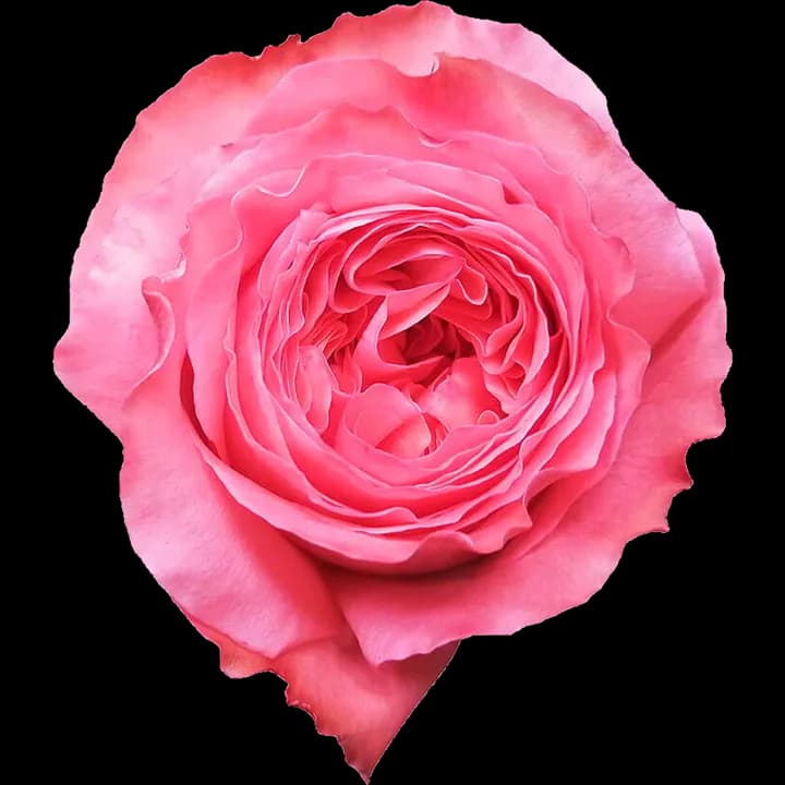 Rosa Candy X-Pression