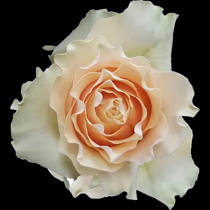 Rosa Cream Carpe Diem