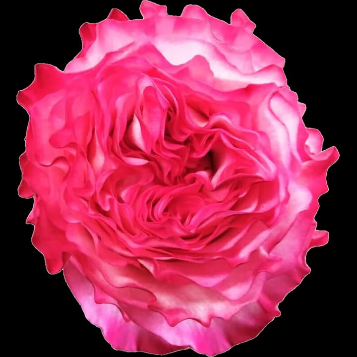 Rosa Enchantment