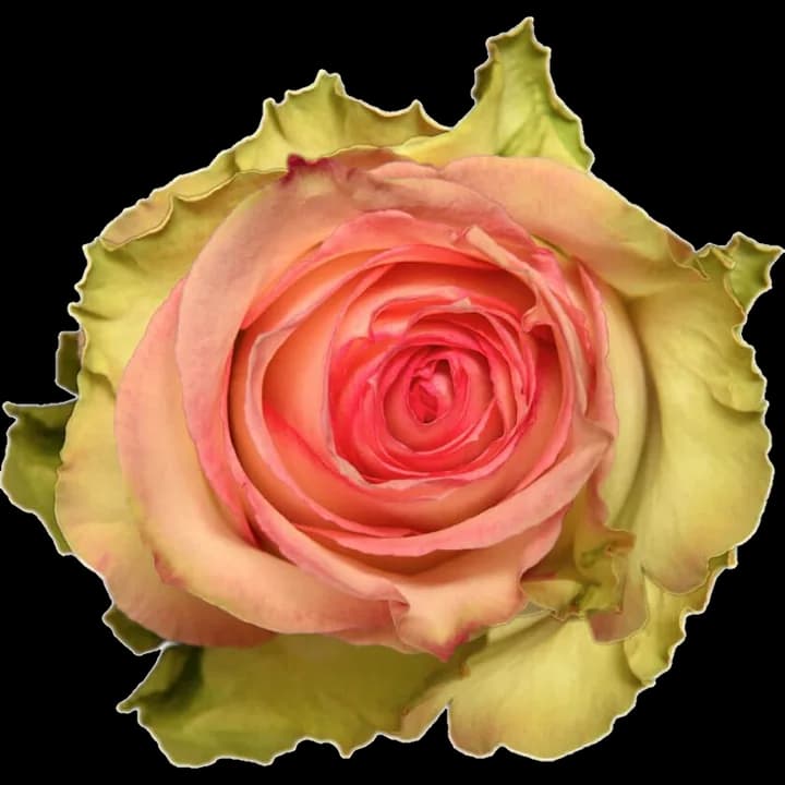 Rosa Esperance