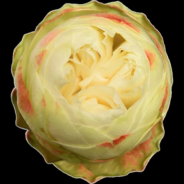 Rosa Khela