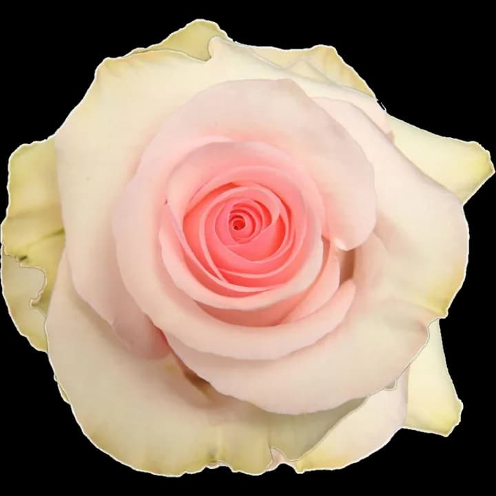 Rosa Nena