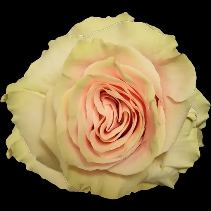 Pink Mondial rose