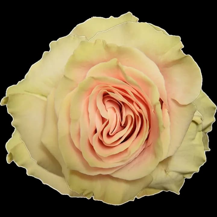 Rosa Pink Mondial