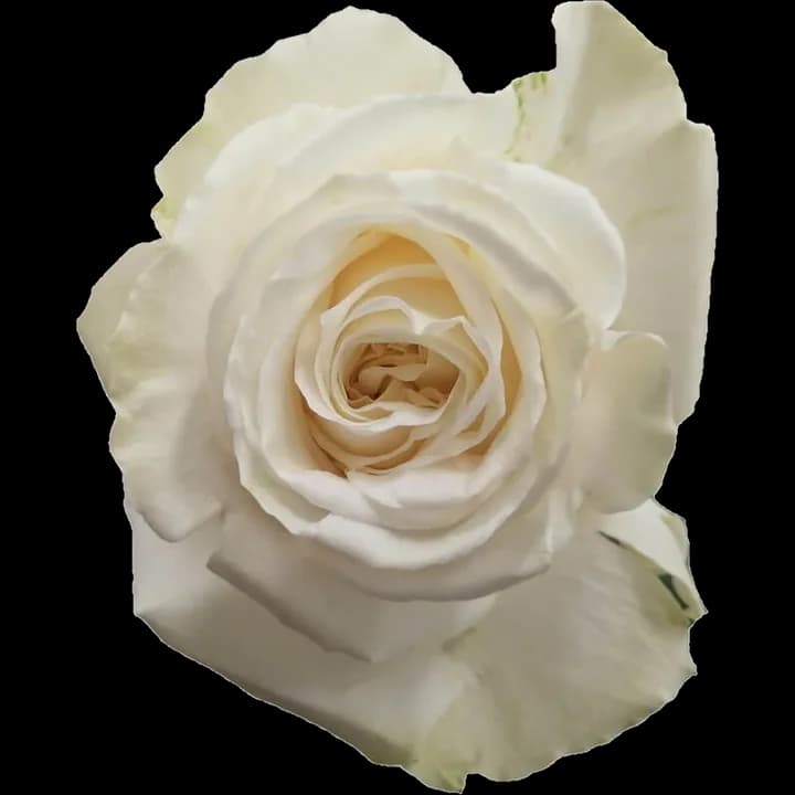 Rosa Playa Blanca