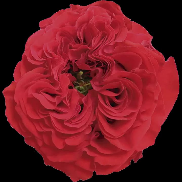 Rosa Red Eye