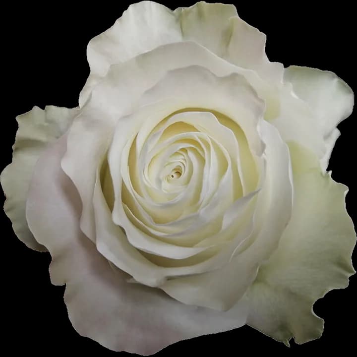Rosa Siente