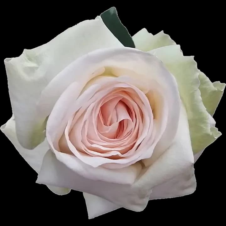 Rosa White O'Hara