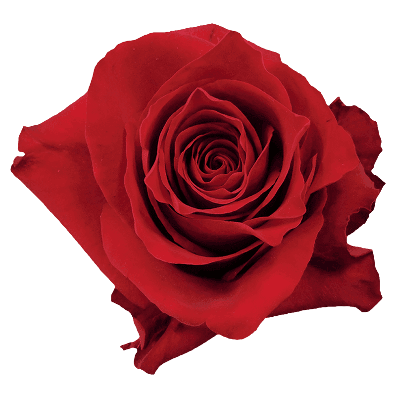 Explorer rose