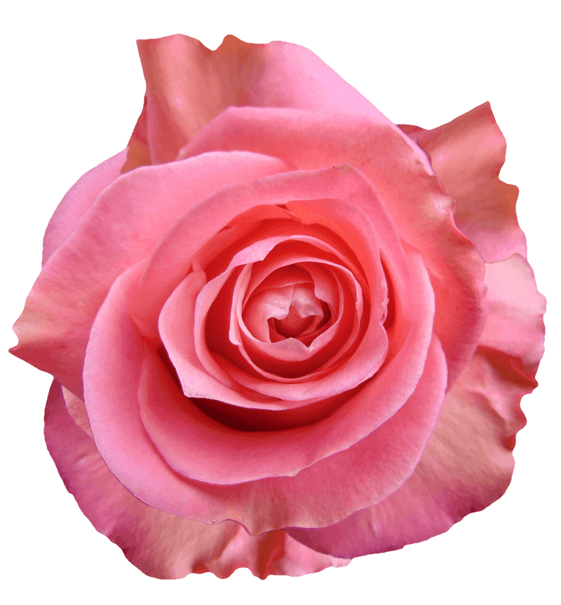 Sweet Mama rose