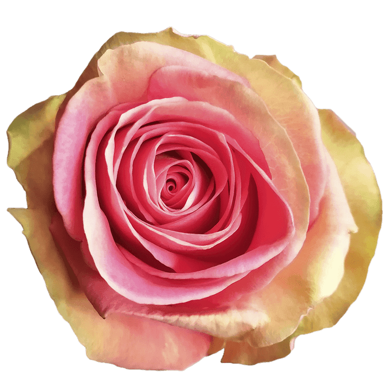 Роза Grandiose