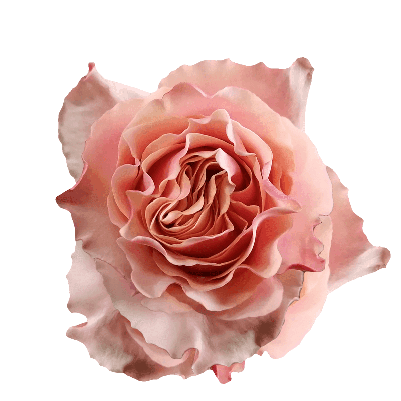 Carpe Diem rose