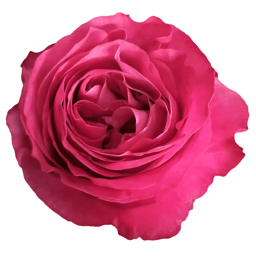 All4Love rose