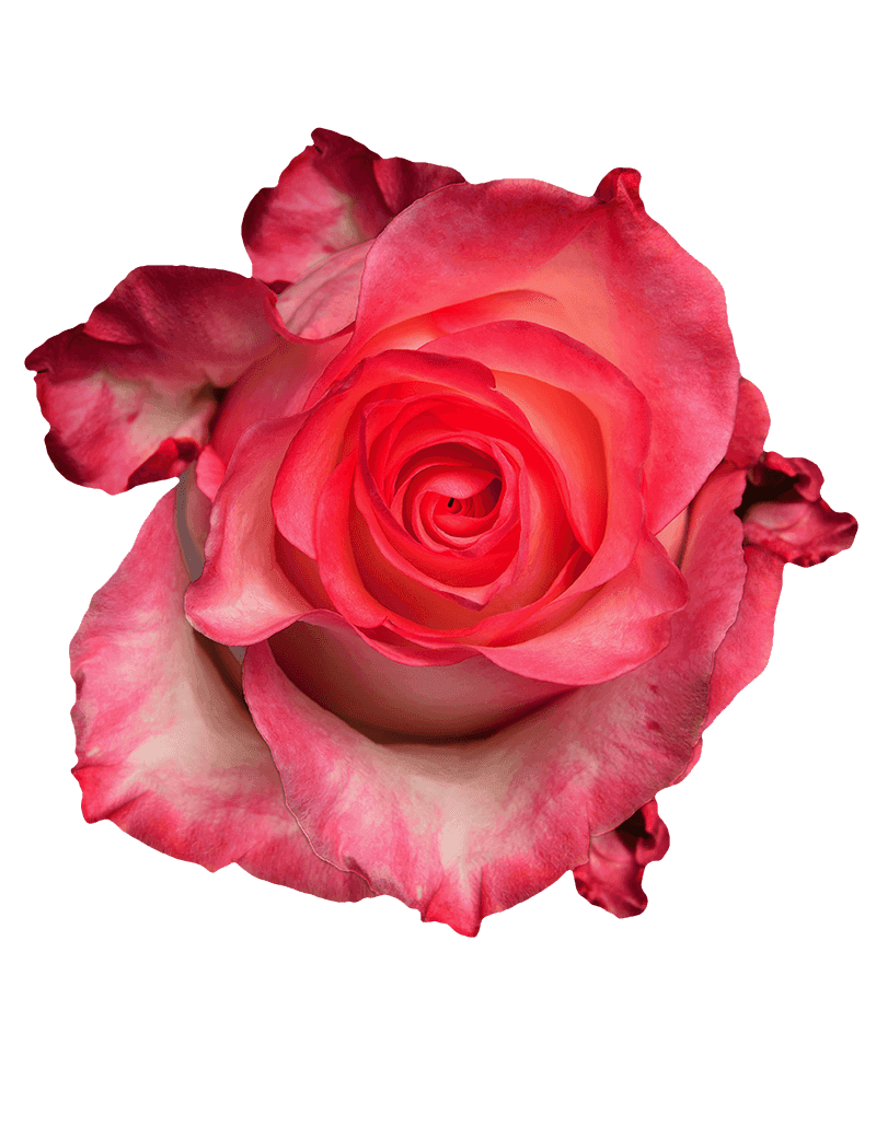 Boulevard rose