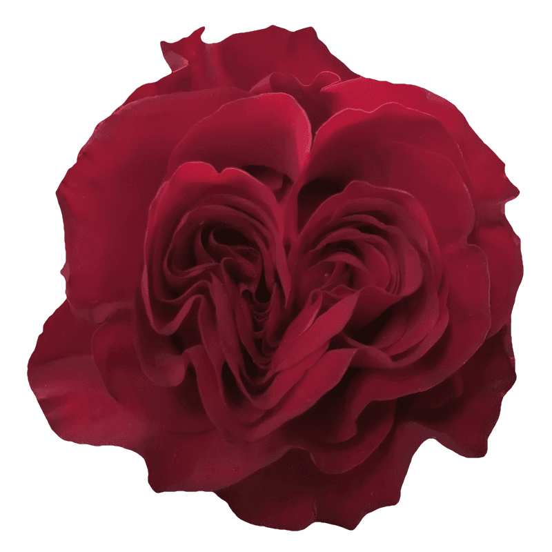 Hearts rose