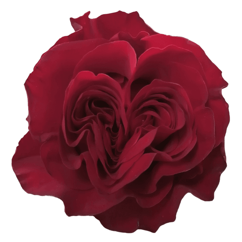 Роза Hearts
