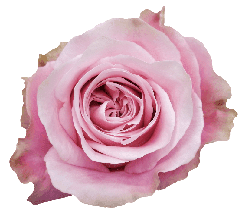 Sweet 4Love rose