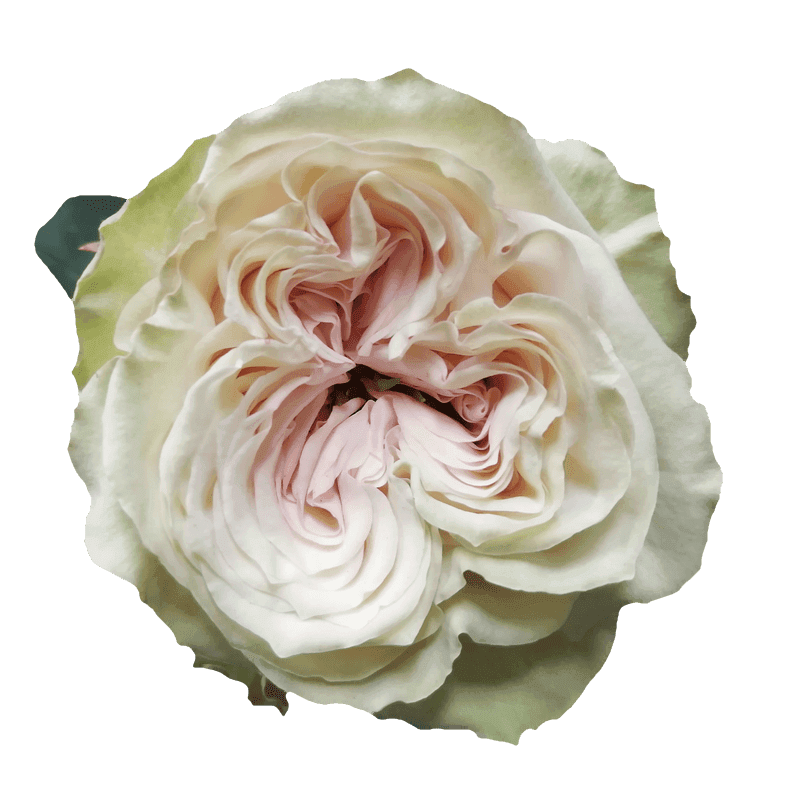 Country Secret rose
