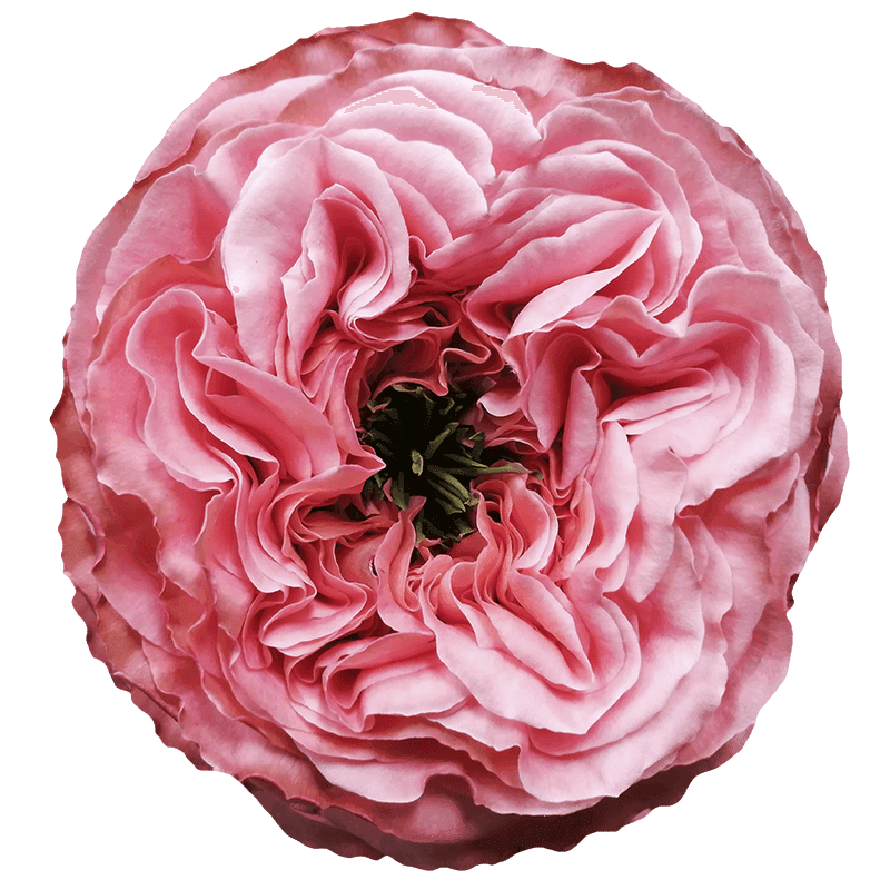 Mandarin X-Pression rose