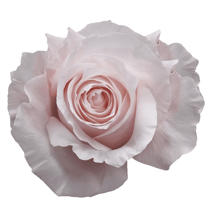 PomaRosa rose