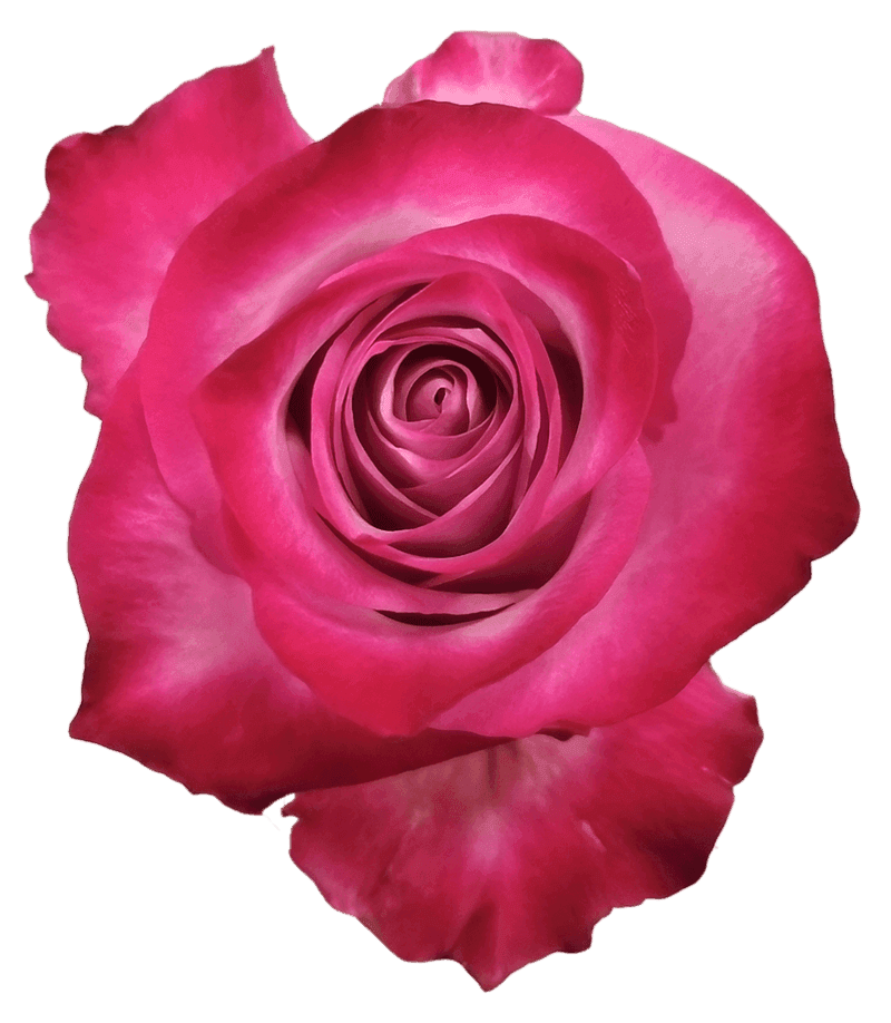 Роза Deep Purple