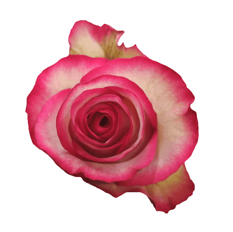 Carrousel rose