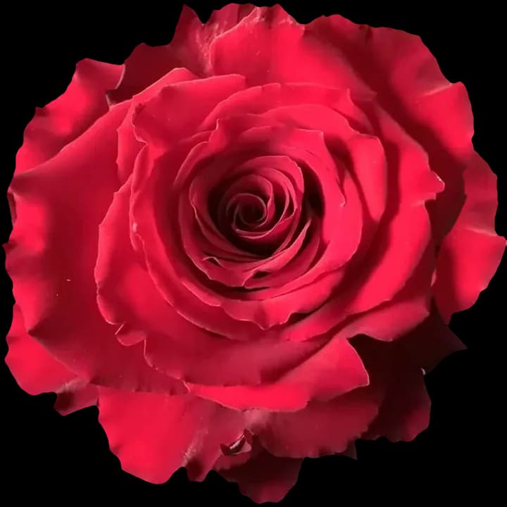 Born Free rose