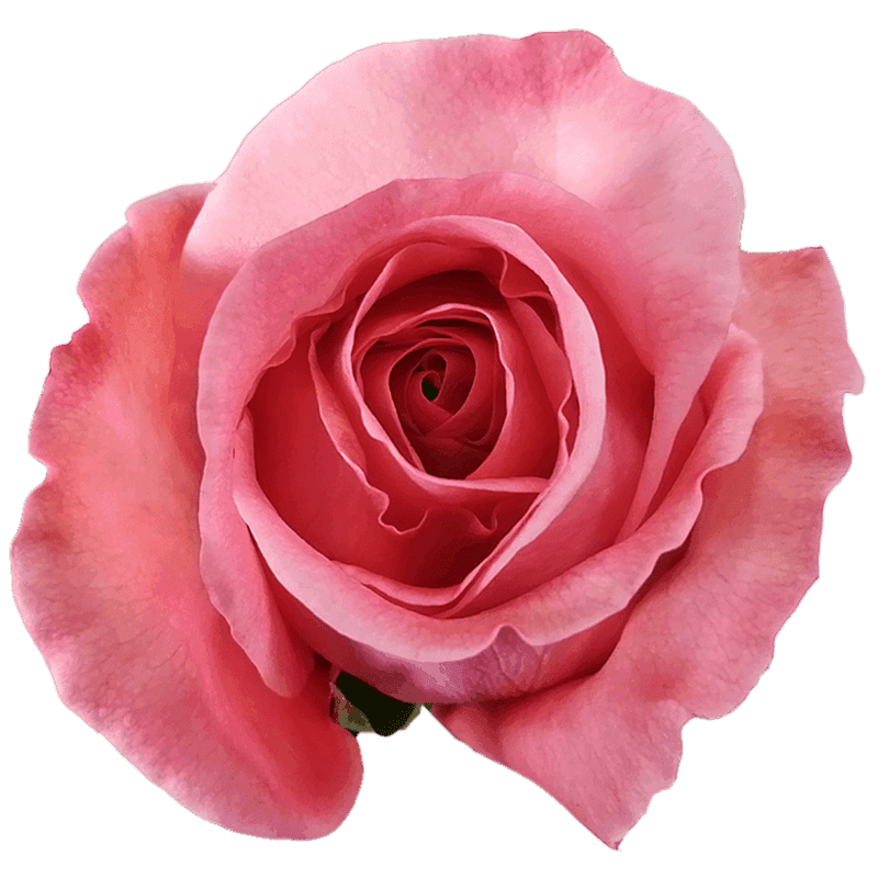 Роза Pink X-Pression