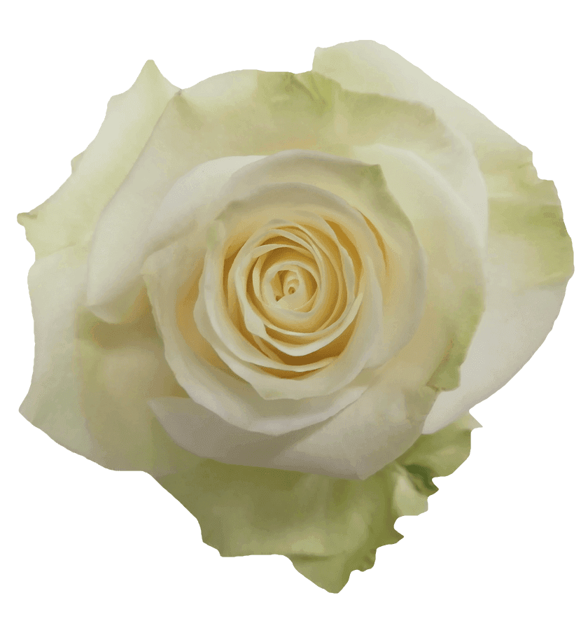 Mondial rose