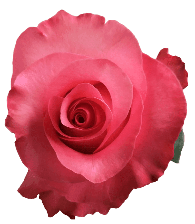 Роза Pink Love