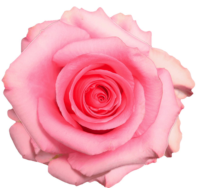 Opala rose