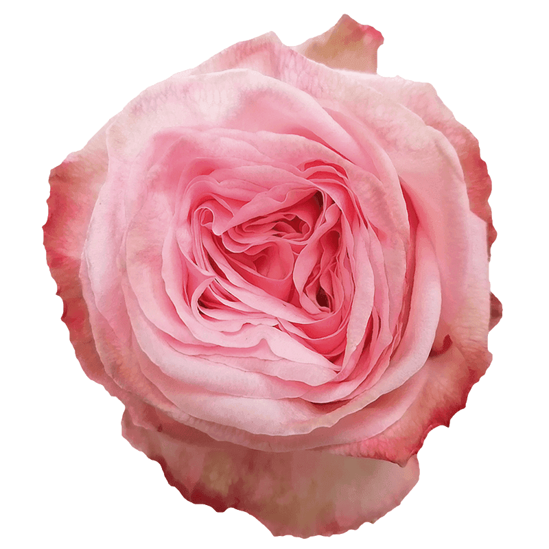 O’Hara rose