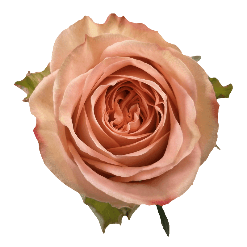Country Home rose