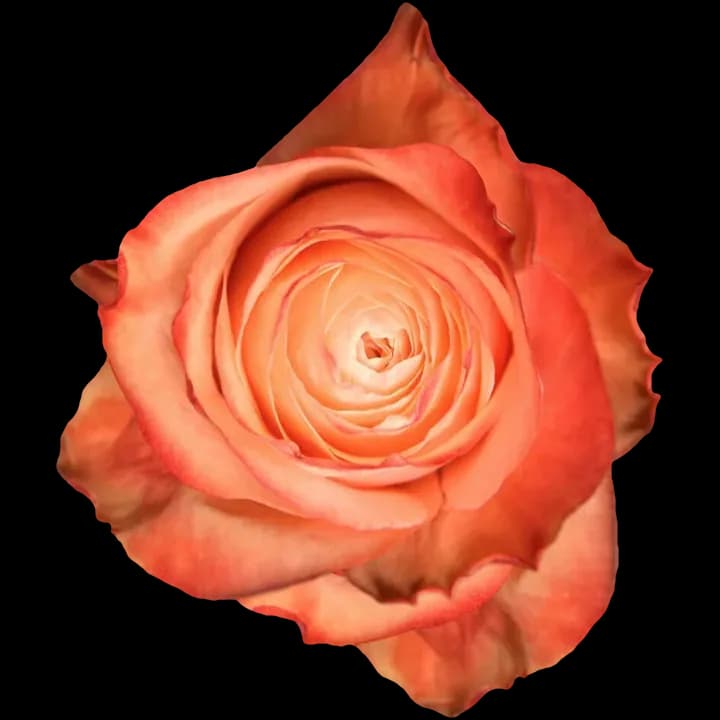 Kahala rose