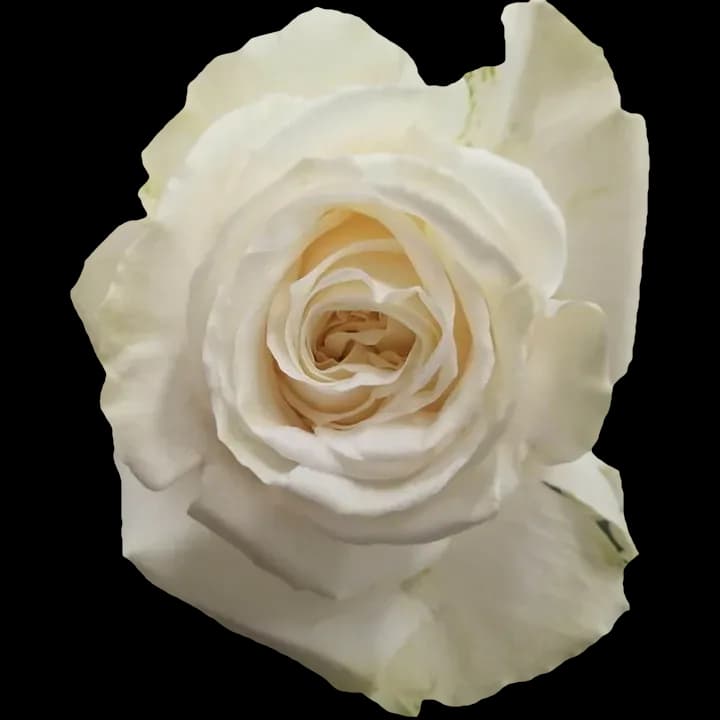 Playa Blanca rose
