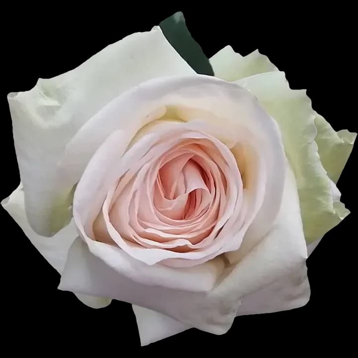 White O'Hara rose
