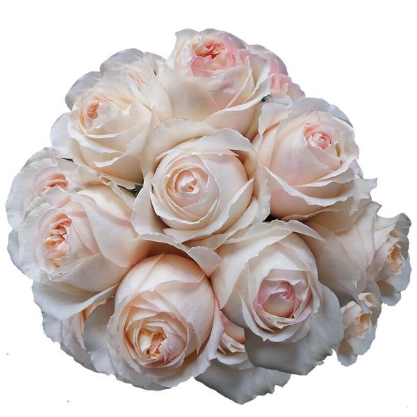 Cream X-Pression – Stampsybox